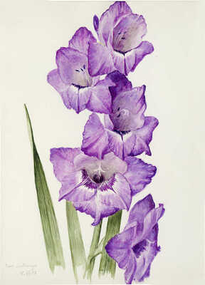 Шипиленко Александр Кузьмич. Наш гладиолус 